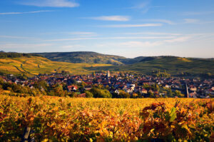 Vue panoramique du vignoble - Orschwihr © Vincent Schneider